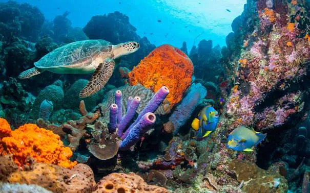 buceo en el caribe