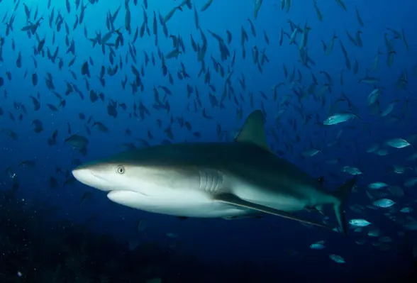 Buceo con Tiburones en Jardines de la Reina en Cuba