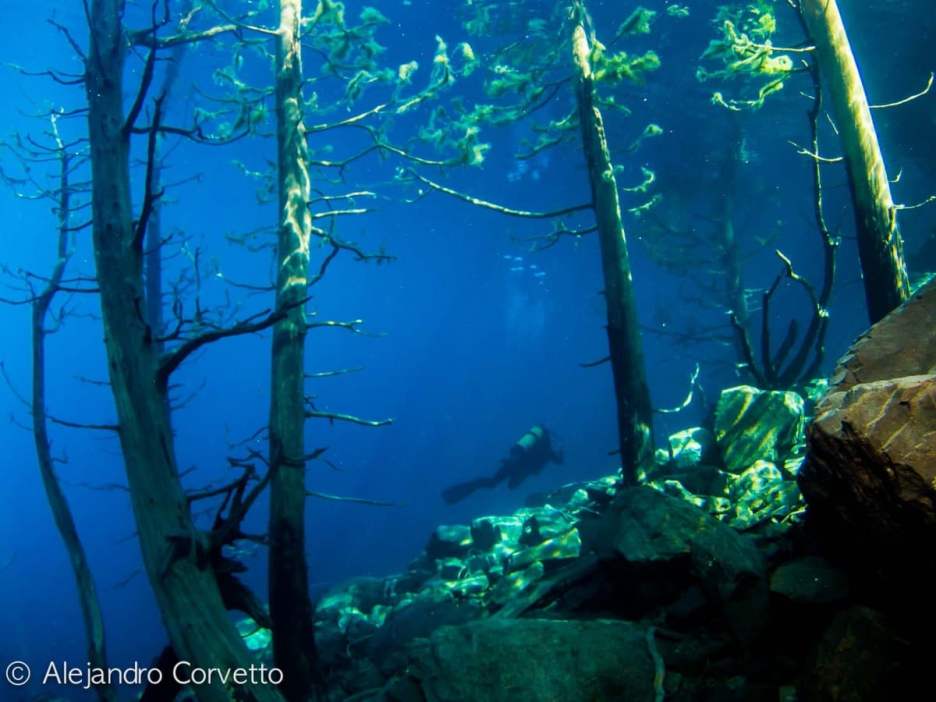 buceando en el bosque sumergido traful
