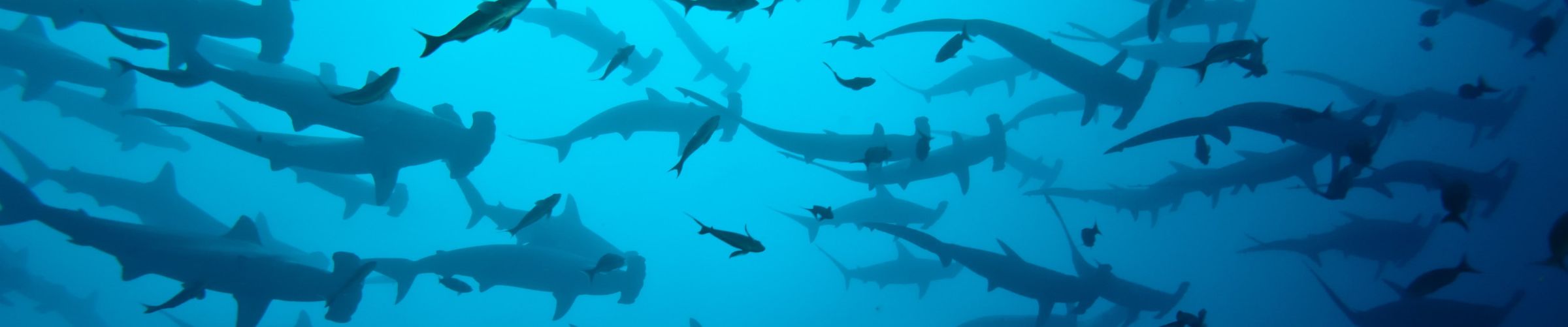 Escuela de Buceo en Argentina | Oceanica Buceo