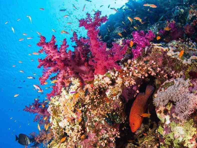Buceo en Corales de Egipto en Mar Rojo