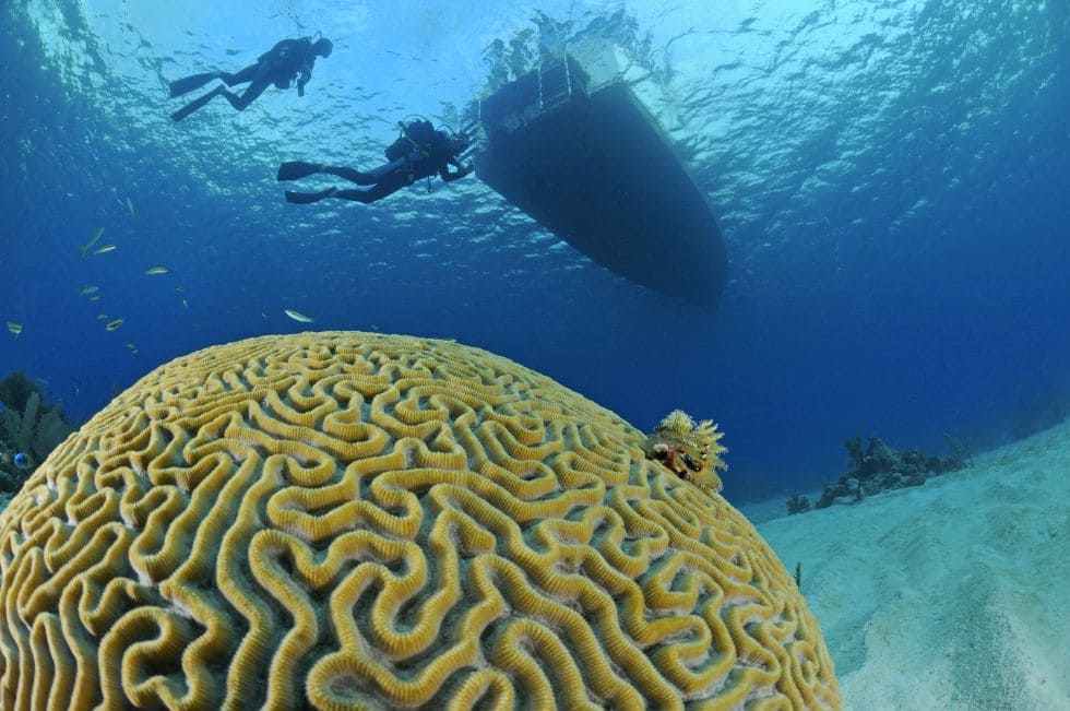 buceo en arrecife de coral cerebro en cuba