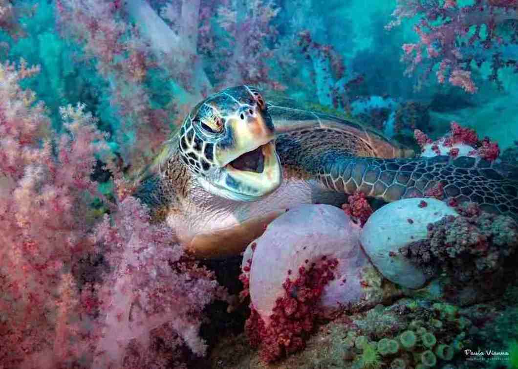 buceo con tortuga en isla de ancora buzios brasil