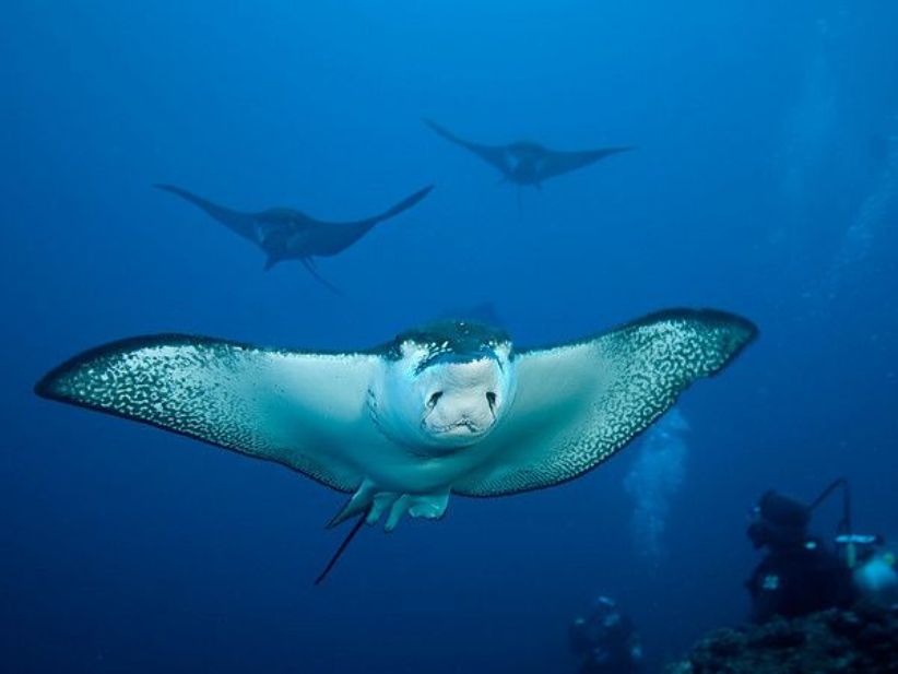 Buceo en Islas Galapagos con Mantas