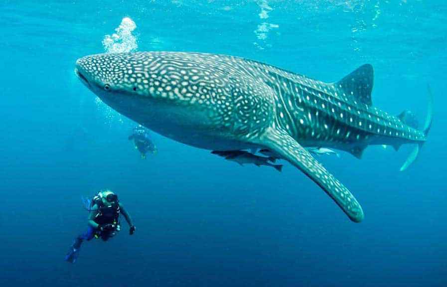 Buceo en Islas Galapagos con Tiburon Ballena
