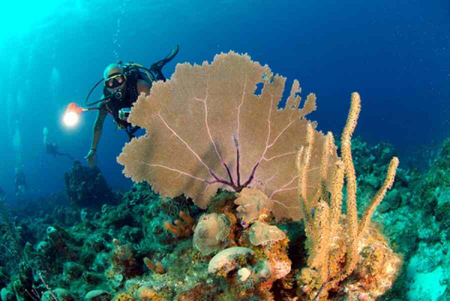 Buceo en Playa Girón Cuba