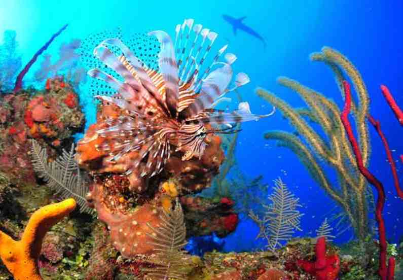 Peces y Arrecifes de Buceo en Cuba