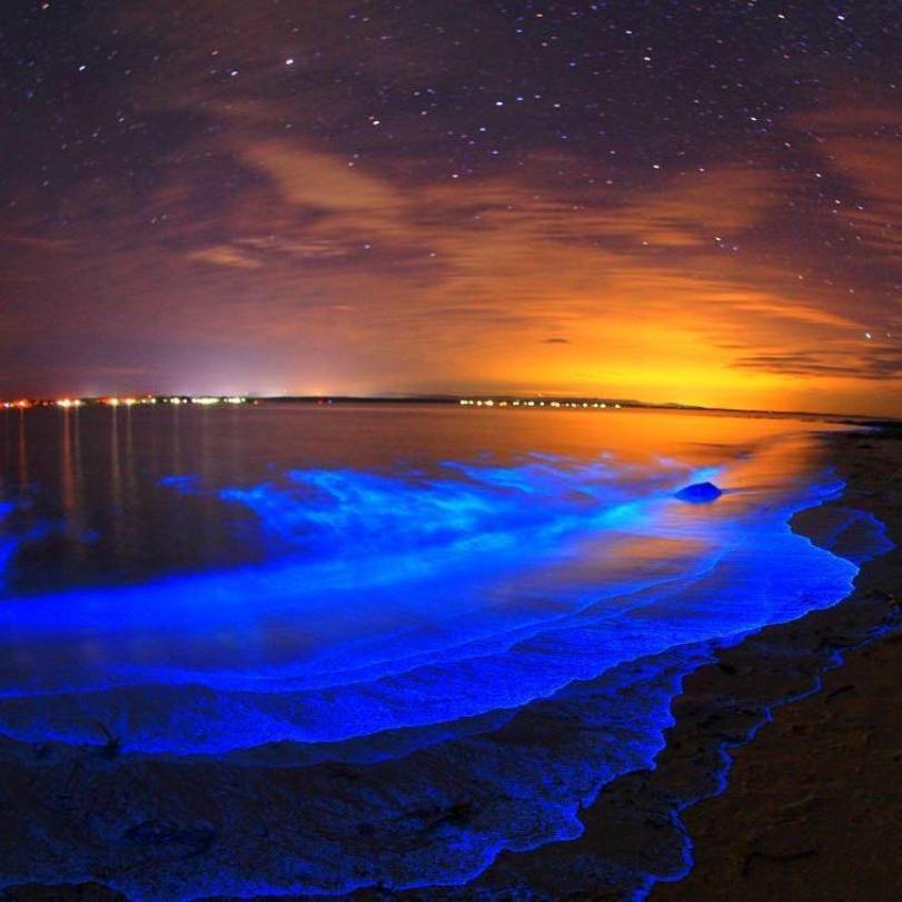 bioluminiscencia buceo nocturno
