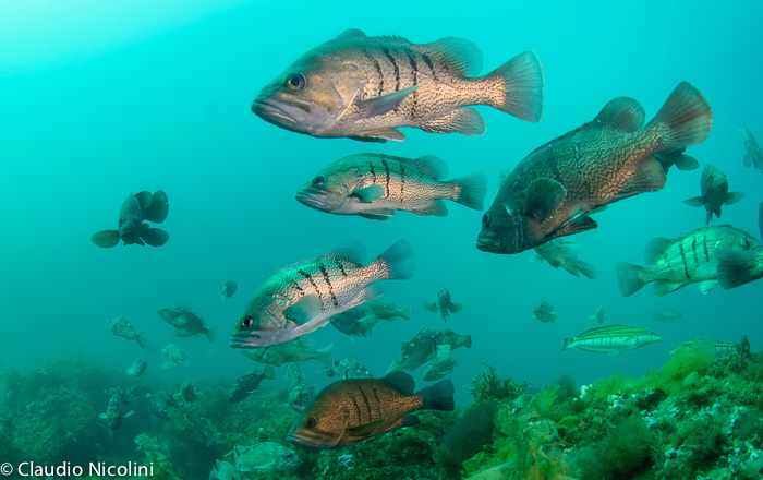 Buceo en Puerto Piramides Peninsula Valdes