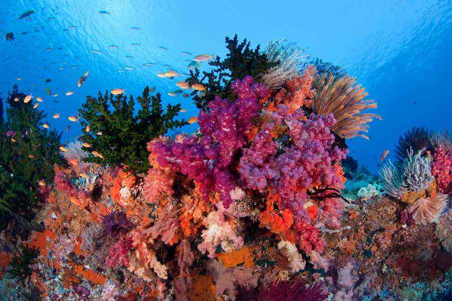 buceo en arrecifes de Raja Ampat