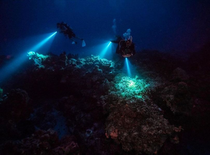 buceadores disfrutando del buceo nocturno entre corales