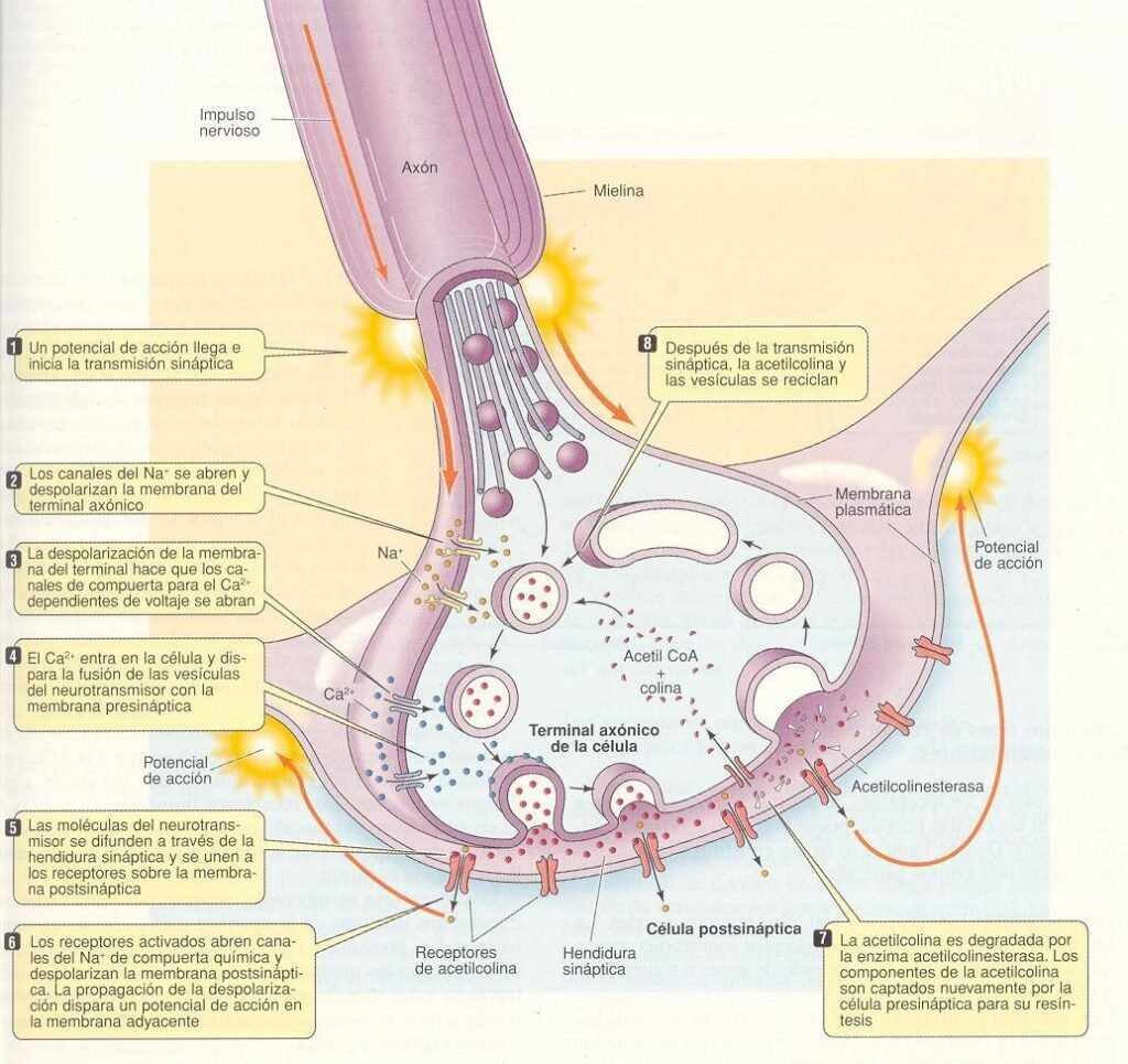 narcosis por gases inertes en buceo