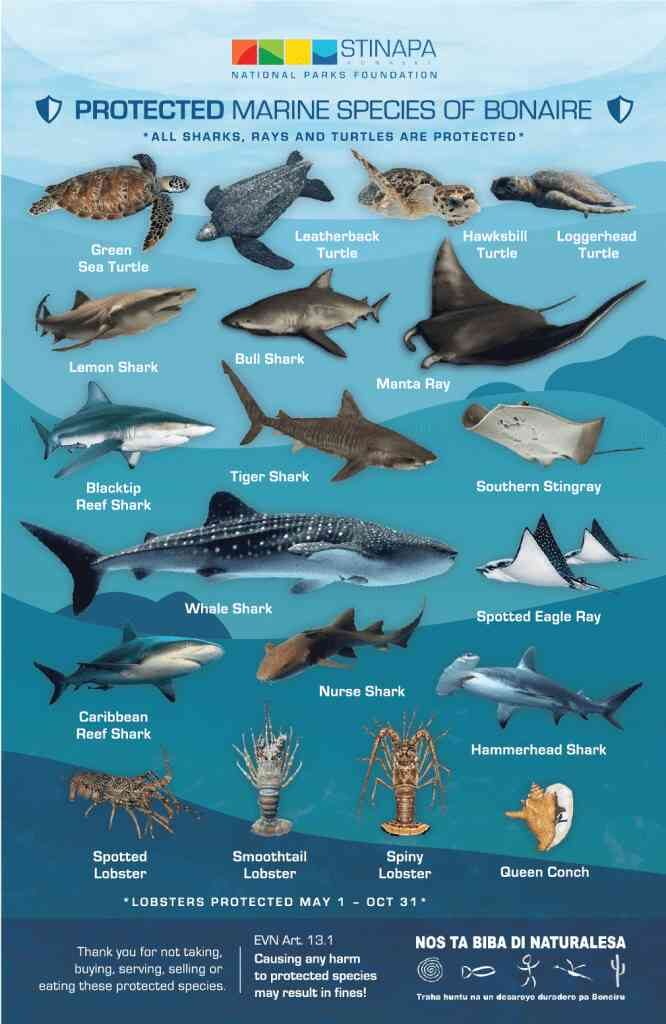 Fauna de especies marinas en los buceos de Bonaire