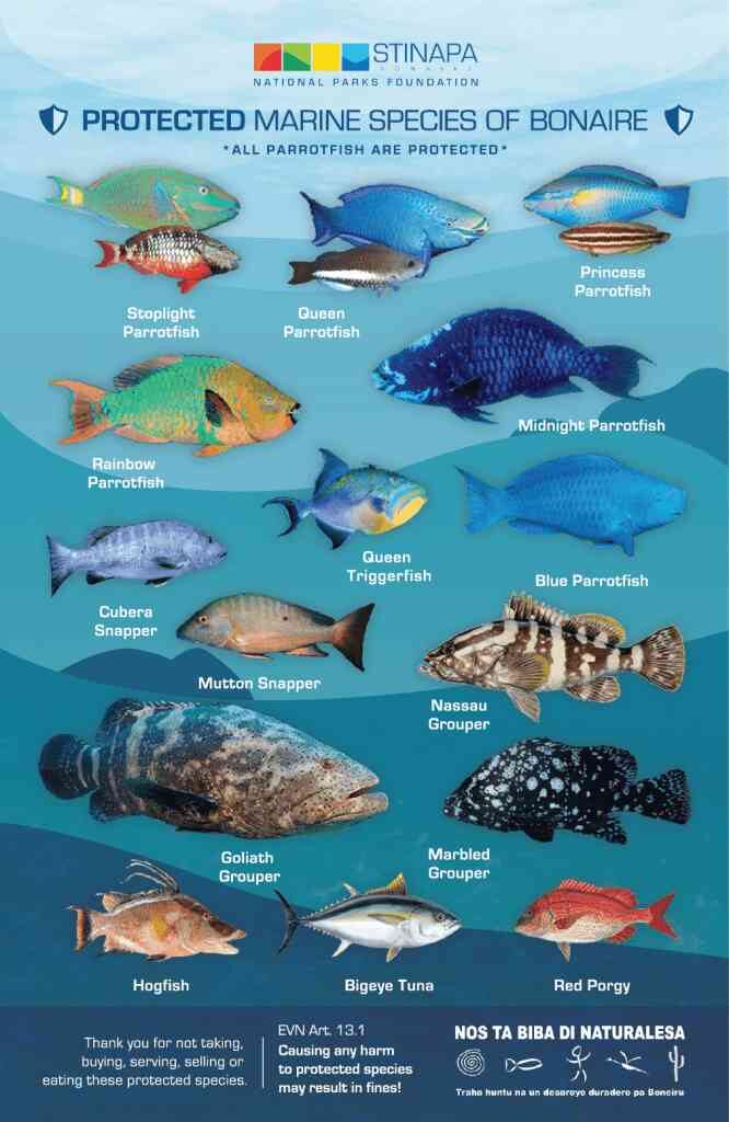 Fauna de especies marinas protegidas en los buceos de Bonaire