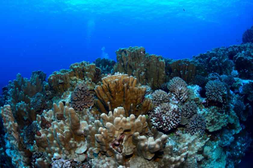 buceo en isla de pascua,buceo en pascua,buceo en rapa nui,buceo en moai