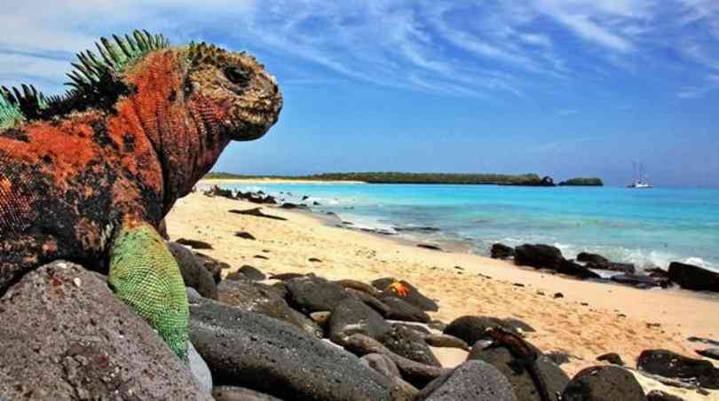 Iguana de las Islas Galapagos sobre piedras en la playa
