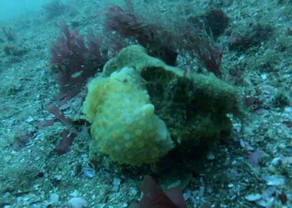 Buceo en el banco de afuera en Mar Del Plata